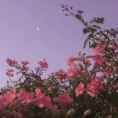 风景微信头像图片大全花真实花朵图片适合老人做微信头像