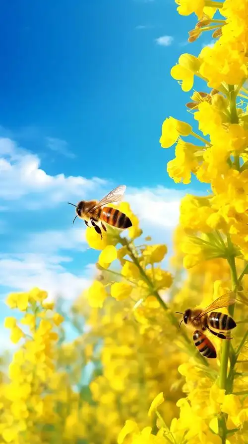 美图:油菜花开,许你一场浪漫的唯美邂逅