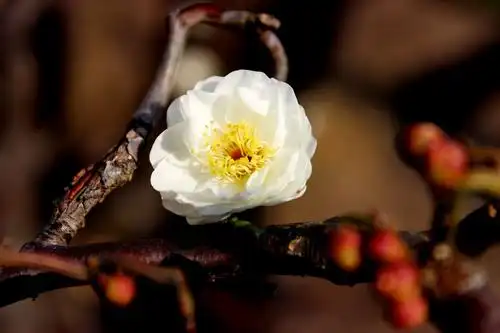 探梅一一玉碟龙游梅