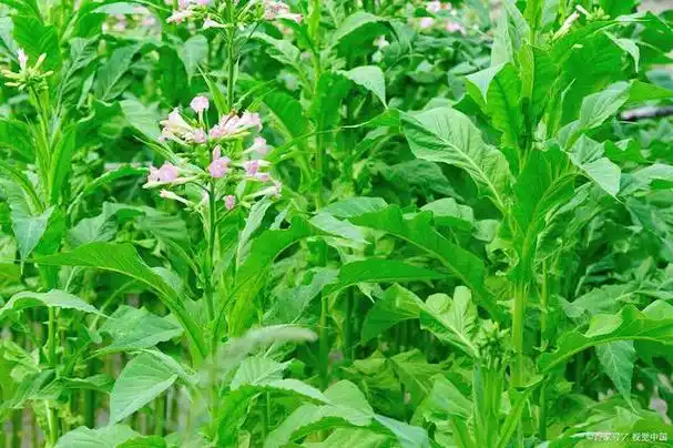 什么时间种植板蓝根最好?具体有哪些管理方法?