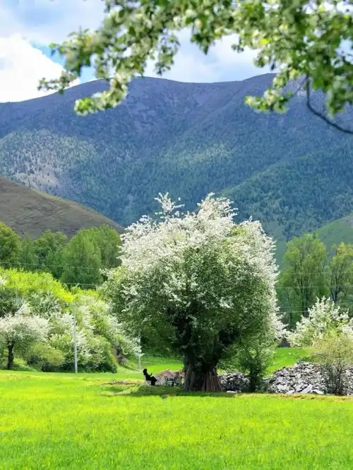 不如来甘孜"巴太"的家乡,邂逅开满鲜花的空中草原!