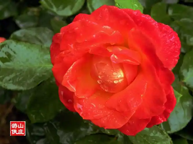 花团锦簇--月季花