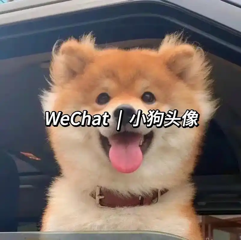 小狗看起来很笨,是因为它喜欢你.#狗狗头像 #头像 #小狗自 - 抖音