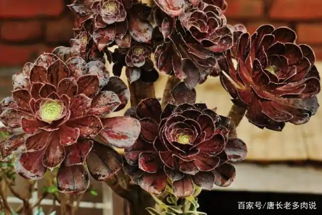 夏季休眠后叶片会变成玫瑰金的多肉——法师拉丝锦,值得你养一棵