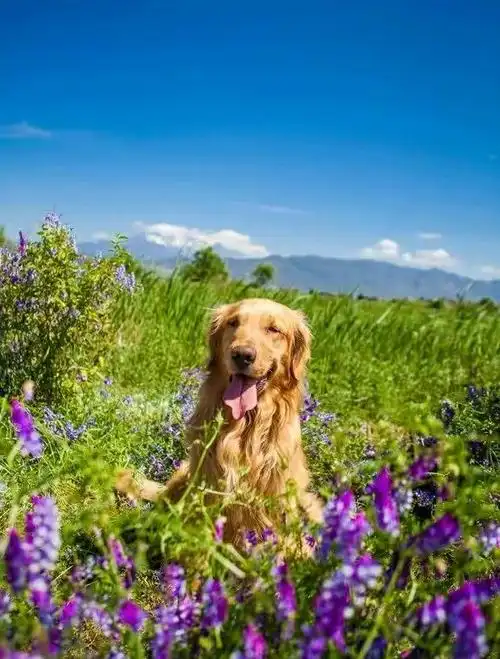 传说治愈系的大金毛温暖的笑容,那可真不是吹的.