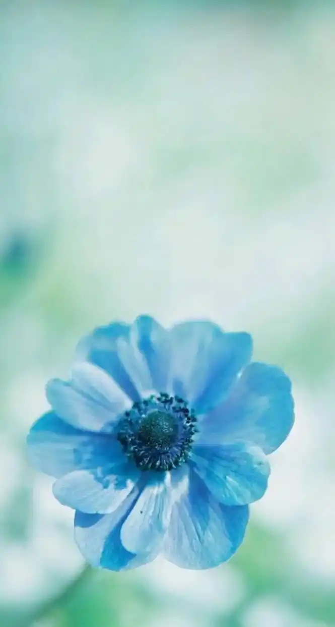 手机壁纸#唯美壁纸#鲜花#治愈图片 - 抖音