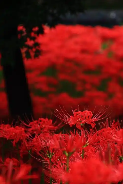 凄美的彼岸花(原创)