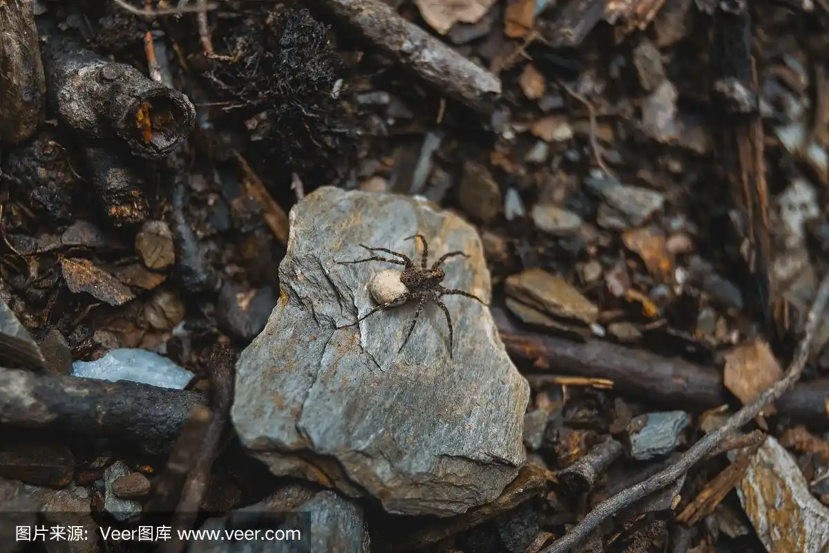 棕色蜘蛛带着蛋袋在森林的地面上,在一块石头上