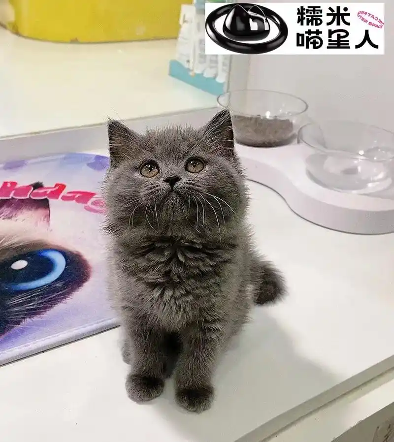 英短蓝猫.