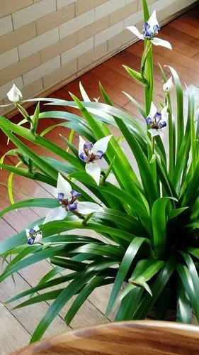 你喜欢兰花吗,这是巴西鸢尾花.