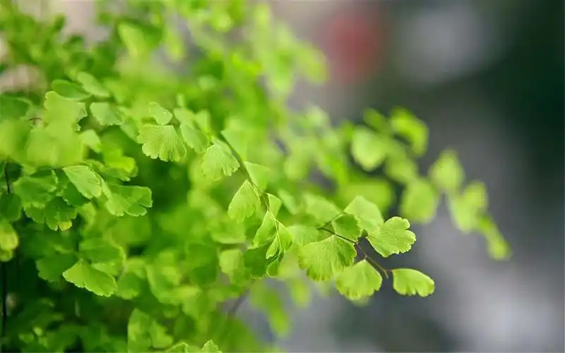 绿色护眼铁线蕨电脑桌面壁纸