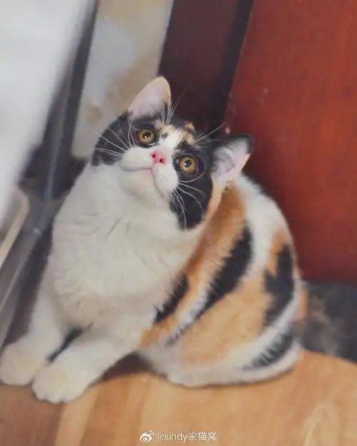 武汉猫舍##猫咪找新家##英国短毛猫##三花英短