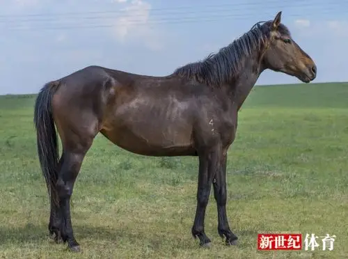 那些让人惊艳的国产马