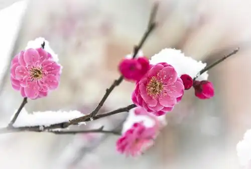 数萼初含雪 孤标画本难(摄影:兀增刚)《梅花》【唐】崔道融数萼初含雪