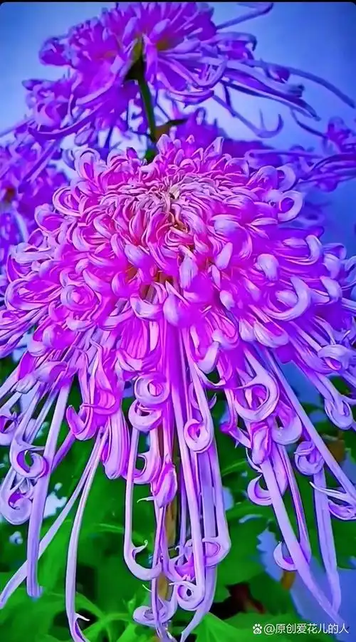 秋天来了,菊花开了.漂亮的菊花图片!