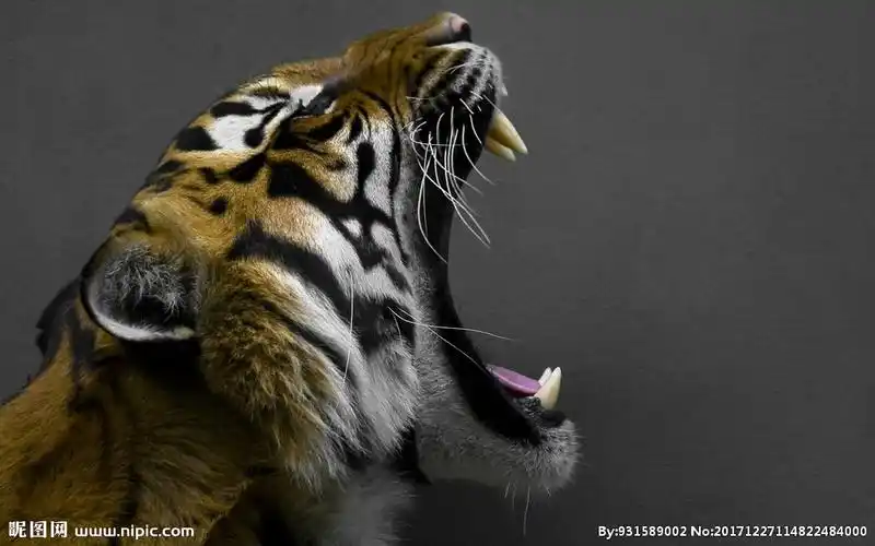 老虎摄影图__野生动物_生物世界_摄影图库_昵图网nipic.com