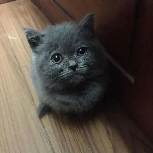 想要问问我的蓝猫纯不纯 微商卖家说是英短蓝猫 2700rmb 刚来的时候是