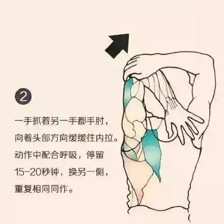 练胸以及上胸部肌群主要拉伸肩颈部肌群no
