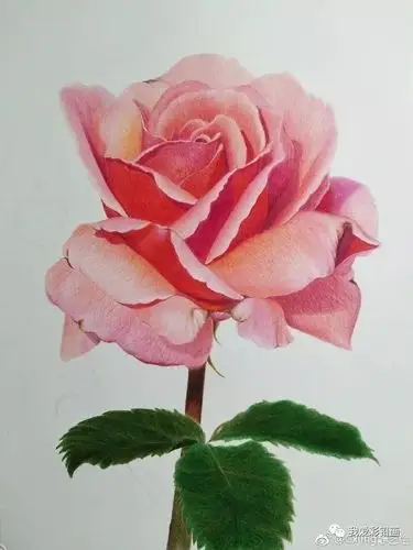 彩铅手绘~美美的一枝花!_素描教程绘画学院_零二七艺考