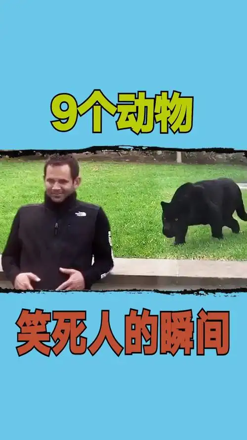 动物搞笑.#9个动物笑死人的瞬间