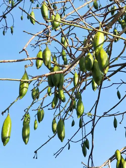 其它 50后的姐妹花～浪漫昌江行排岸村~木棉花节,美翻看花人 昌化江