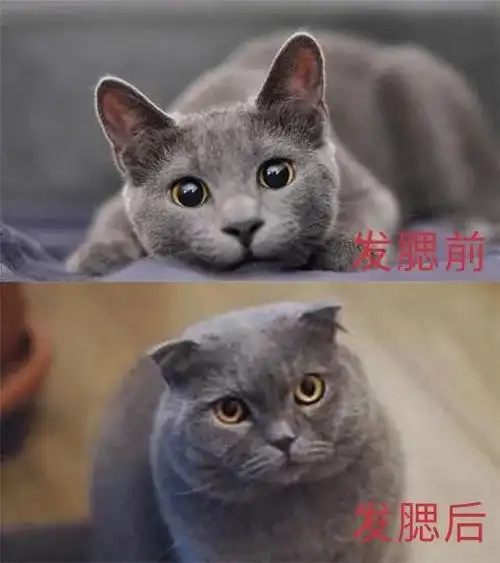发腮,原本是专门形容小猫咪的.