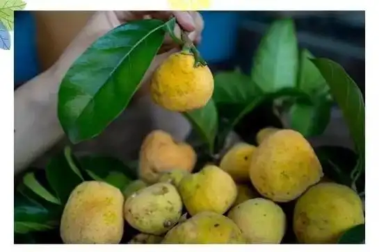 8月10日-8月11日嘉华将举办首届桂木果节这也许是国内乃至世界首届