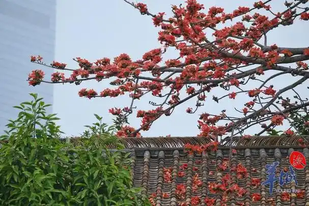 秋明拍花|羊城红棉凌寒开|盛开|广州|木棉树|木棉花_网易订阅
