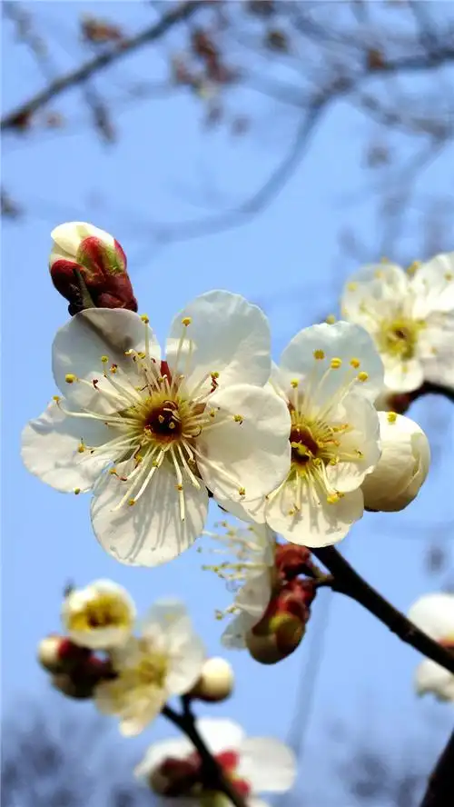 春节一组梅花照片