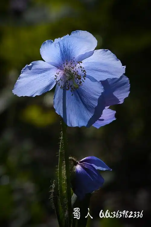 蓝罂粟