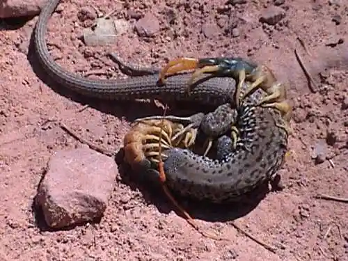 历数全球十大巨型蜈蚣组图