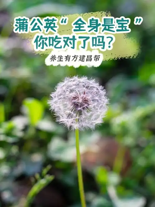 原来蒲公英还能这么吃63功效不得了