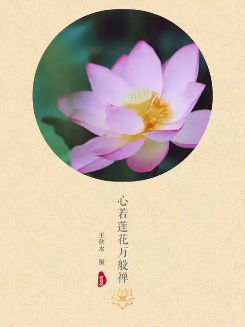 愿做菩萨那朵莲