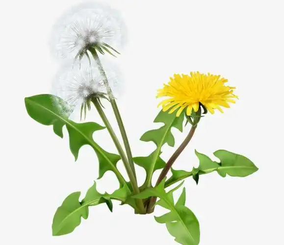 蒲公英能预防癌症,到底是真是假?终于有专家出来说了
