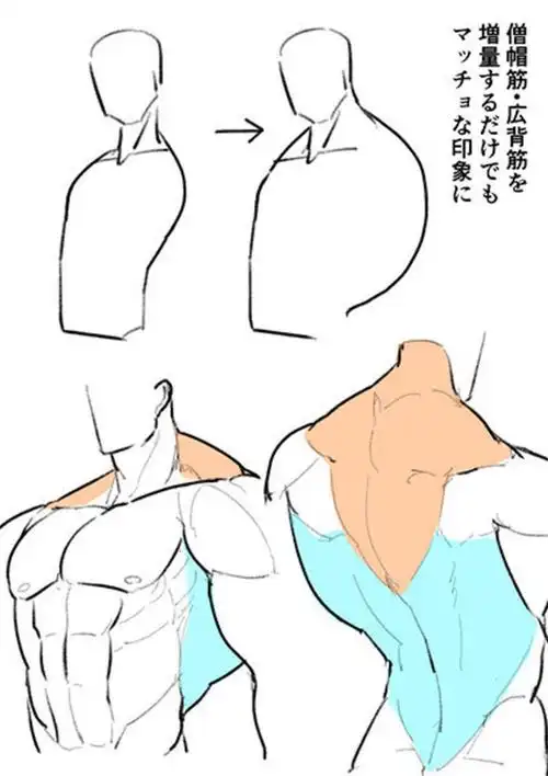 人体结构解析与肌肉绘制参考学画画