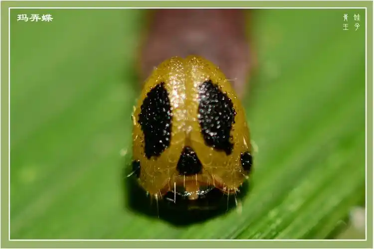 蝴蝶幼虫头部(二)