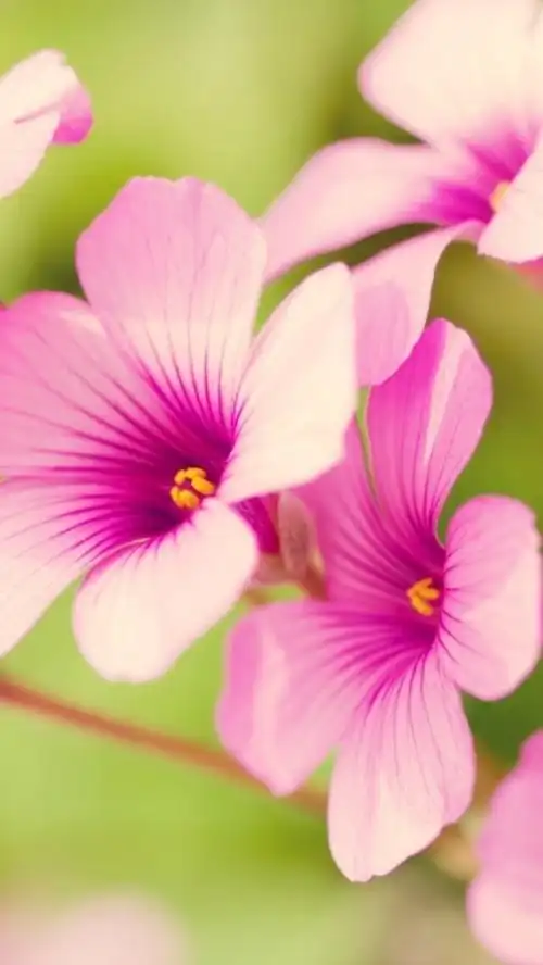 田园 绿色 自然 淡雅 风景名胜 壁纸 素材 锁屏 屏保 高清 无水印