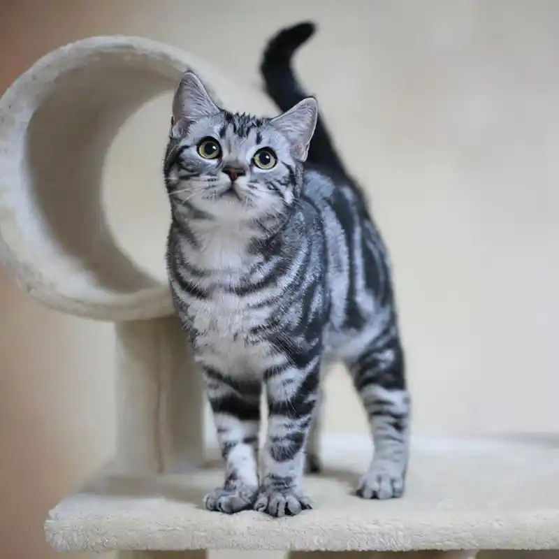 很多美短猫的肠胃比较脆弱,消化和吸收功能出现异常