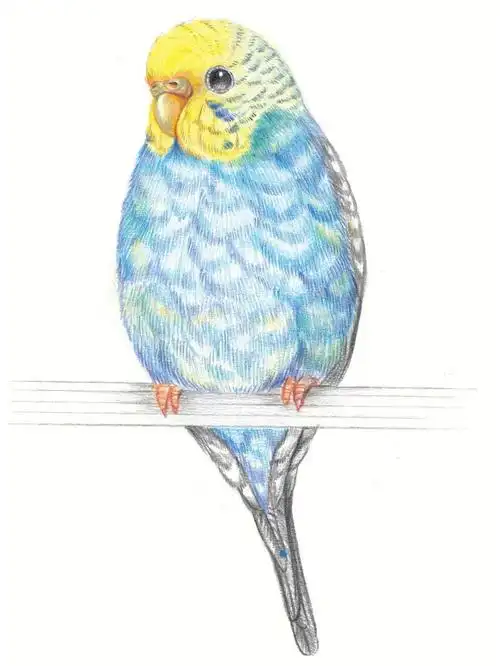 彩铅小动物虎皮鹦鹉00