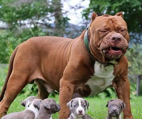 世界名犬之杜高犬美洲狮与野猪都能与之一战比特犬又何惧之