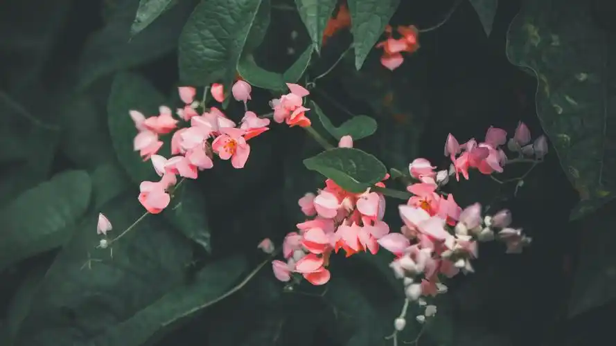 花朵images壁纸【16】(小清新静态壁纸) - 静态壁纸下载 - 元气壁纸