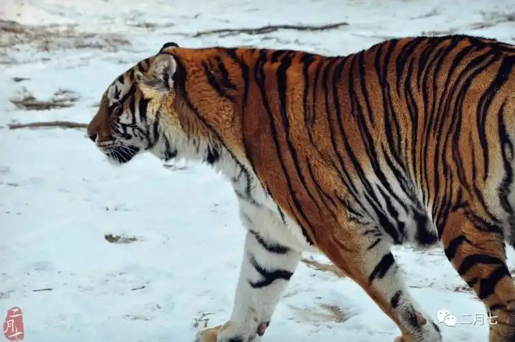 半点套路没有,力量硬搏,爪牙并用,吼声助威,都认为龇牙咧嘴的虚张声势