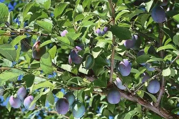 乌梅产地在哪里附乌梅的功效与作用