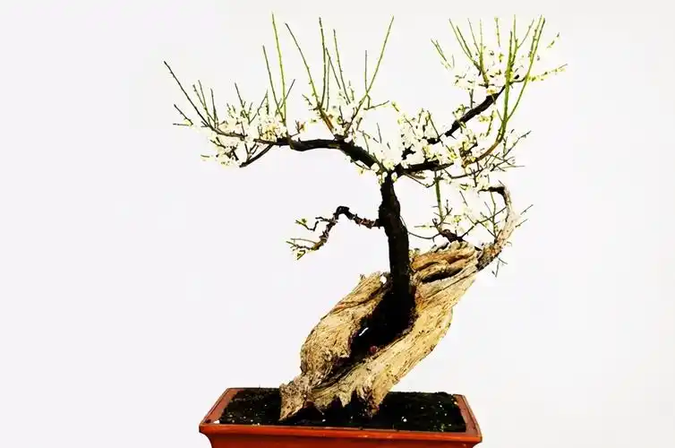 绿梅的养殖方法(绿梅盆景的养殖方法和注意事项,根据生长习性,分成4个