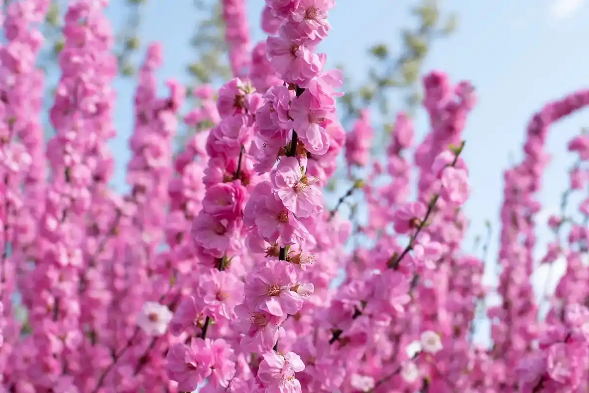 春天的风景之老法师风格