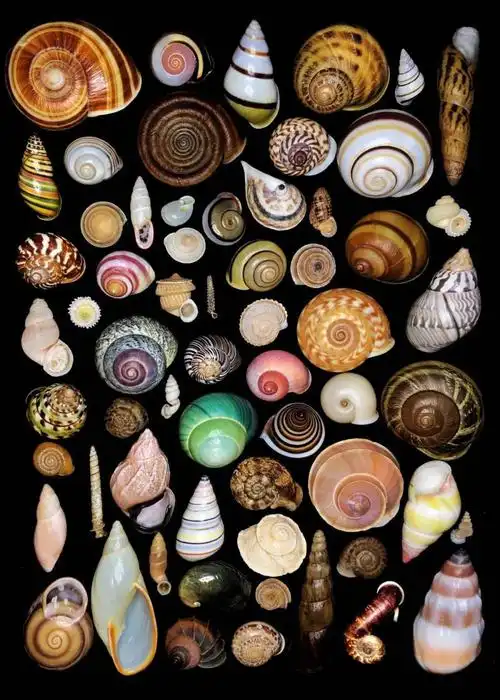 85后小伙痴迷贝壳拍的贝壳90你没见过曝光后令无数人疯狂世界美学巅峰