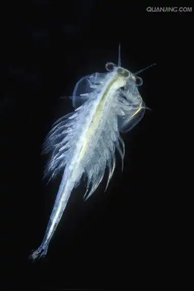p>卤虫(brine shrimp)也称盐水 a>丰年虫 /a>.