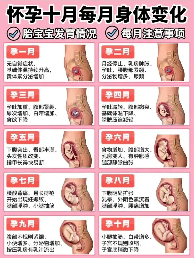 怀孕每月身体变化&胎儿发育!注意事项.