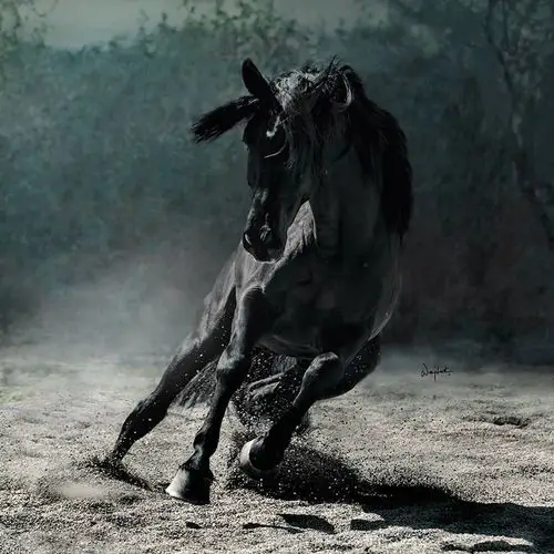 冷血马,性情温顺,荷兰唯一自产单一血统马.