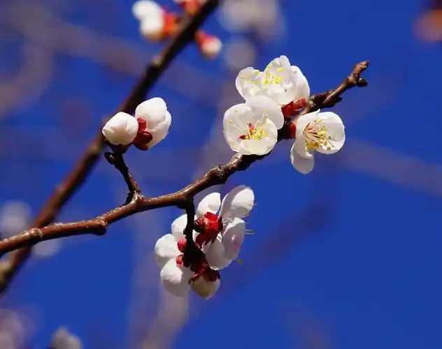 二月杏花开